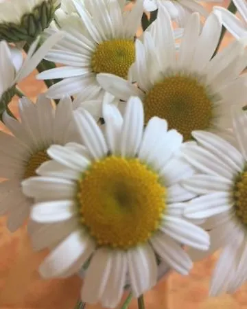 Apartementhaus Schoendorfer Διαμέρισμα Strobl