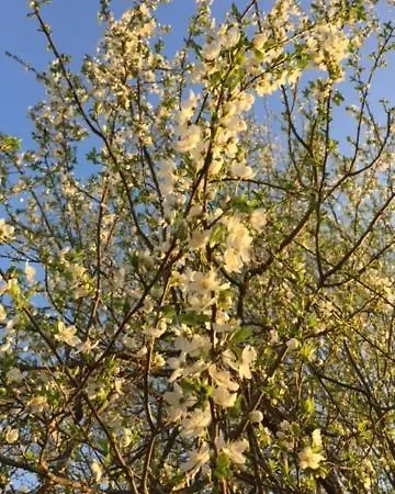 Apartementhaus Schoendorfer Διαμέρισμα