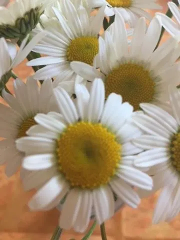 Apartementhaus Schoendorfer Lägenhet Strobl