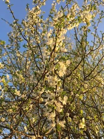 Apartementhaus Schoendorfer Lägenhet