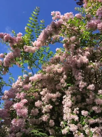 Apartementhaus Schoendorfer * Strobl